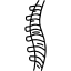 human-spine